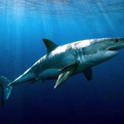 Kem-Duong-Am-Mat-Va-Giam-Tham-Quang-Mat-S-Recover-Whitening-Eye-Cream-15ml-rv-1_1 Kem-Duong-Am-Mat-Va-Giam-Tham-Quang-Mat-S-Recover-Whitening-Eye-Cream-15ml-rv-1_1