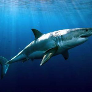 Kem-Duong-Am-Mat-Va-Giam-Tham-Quang-Mat-S-Recover-Whitening-Eye-Cream-15ml-rv-1_1