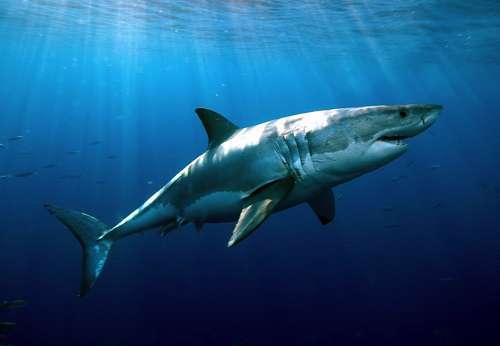 Kem-Duong-Am-Mat-Va-Giam-Tham-Quang-Mat-S-Recover-Whitening-Eye-Cream-15ml-rv-1_1 Kem-Duong-Am-Mat-Va-Giam-Tham-Quang-Mat-S-Recover-Whitening-Eye-Cream-15ml-rv-1_1